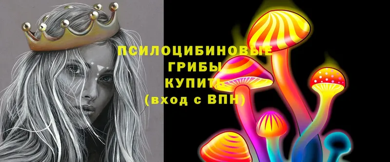 Галлюциногенные грибы Psilocybe  Новотроицк 